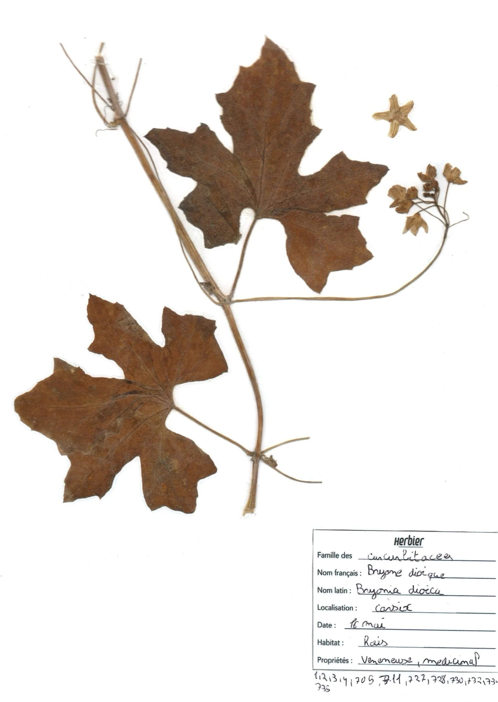 Bryone dioique