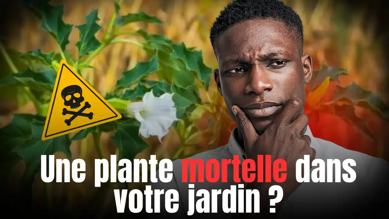 Une plante mortelle dans votre jardin
