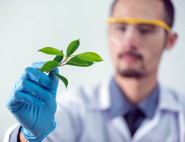 Investigación y desarrollo-herbal Investigación y desarrollo-herbal