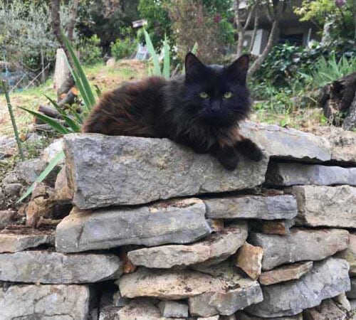 Kira im Garten