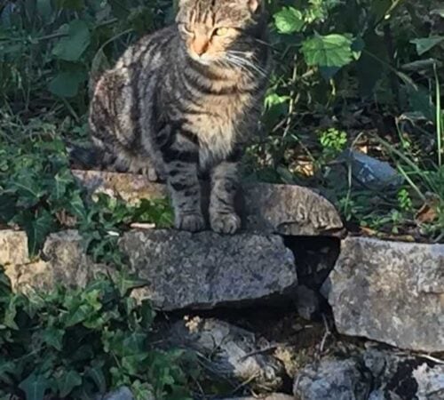 Lilou unsere Katze