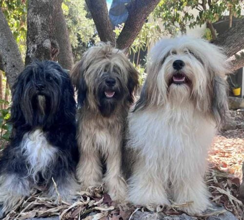 Notre équipe canine, unsere 3 Hunde