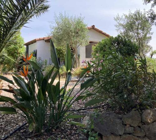 Paradiesblume, Palme, Olivenbaum und Oleander am Poolhaus
