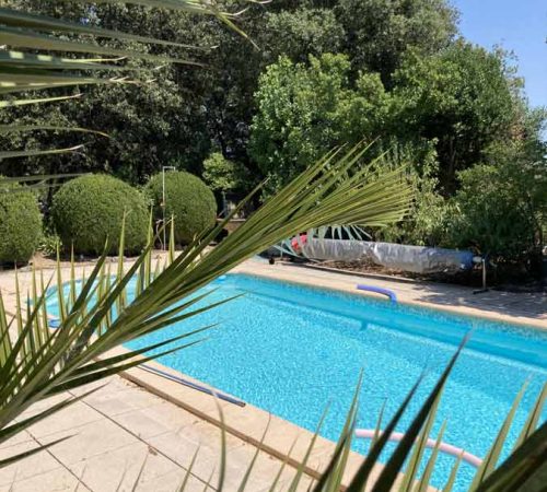 Pool mit Palme-Piscine avec palmier