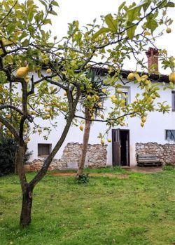 limones de novales