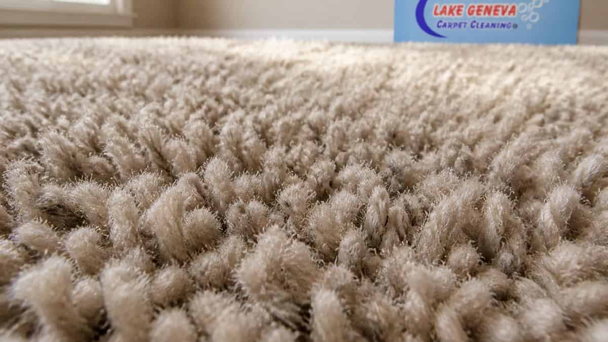 Close-up of carpet fibers showing texture and depth with natural light highlighting the pile structure where dust mites accumulate