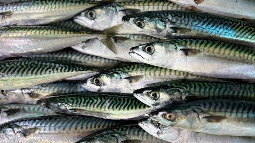 La Caballa, el tesoro azul del Mediterráneo