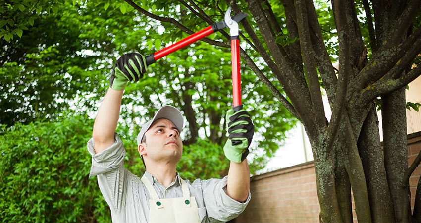 Lawn Panther Landscaping Hedge & Tree Trimming