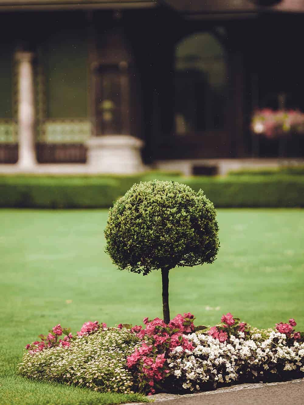 Shrub and tree fertilization