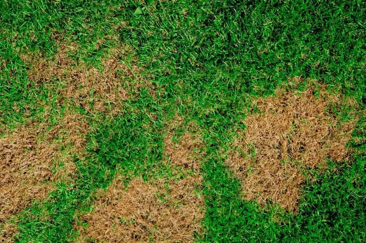 Brown Spot in Bermuda