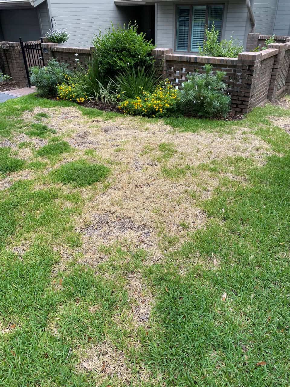 Weed control in Lillington NC lawn Chinch bug damage in Fuquay-Varina, NC, treated by Lawn Panther