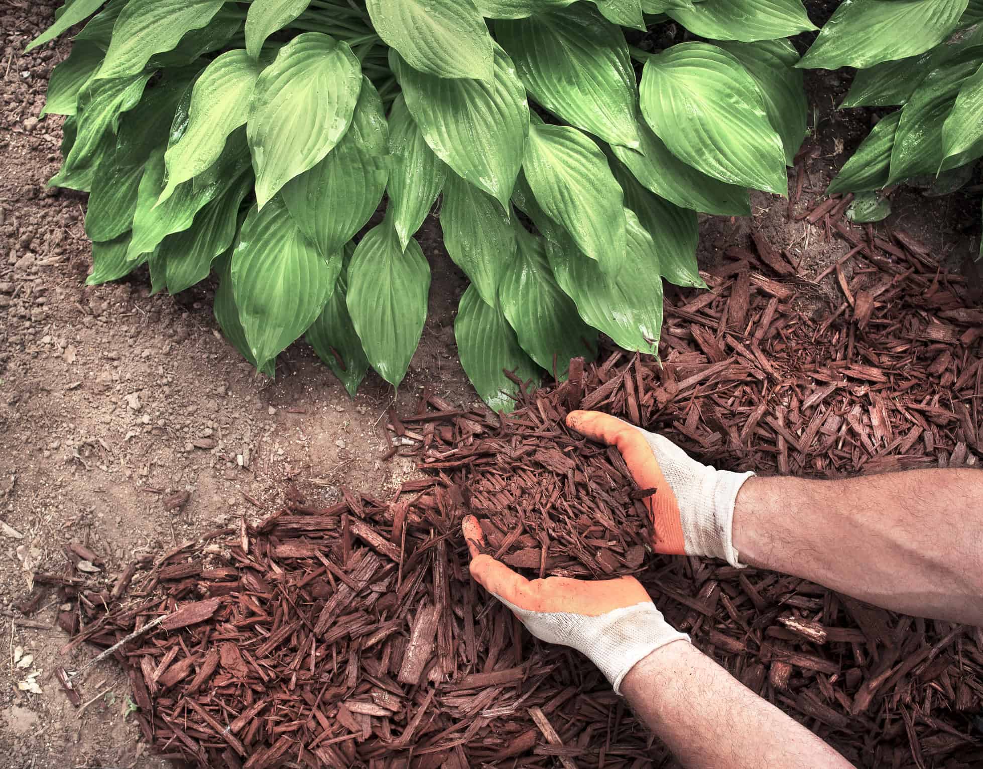 Fresh mulch installation and bed redefining in NC Mulch installation Landscape Installation Lawn Panther Landscaping, Turf & Weed Control - Fuquay-Varina