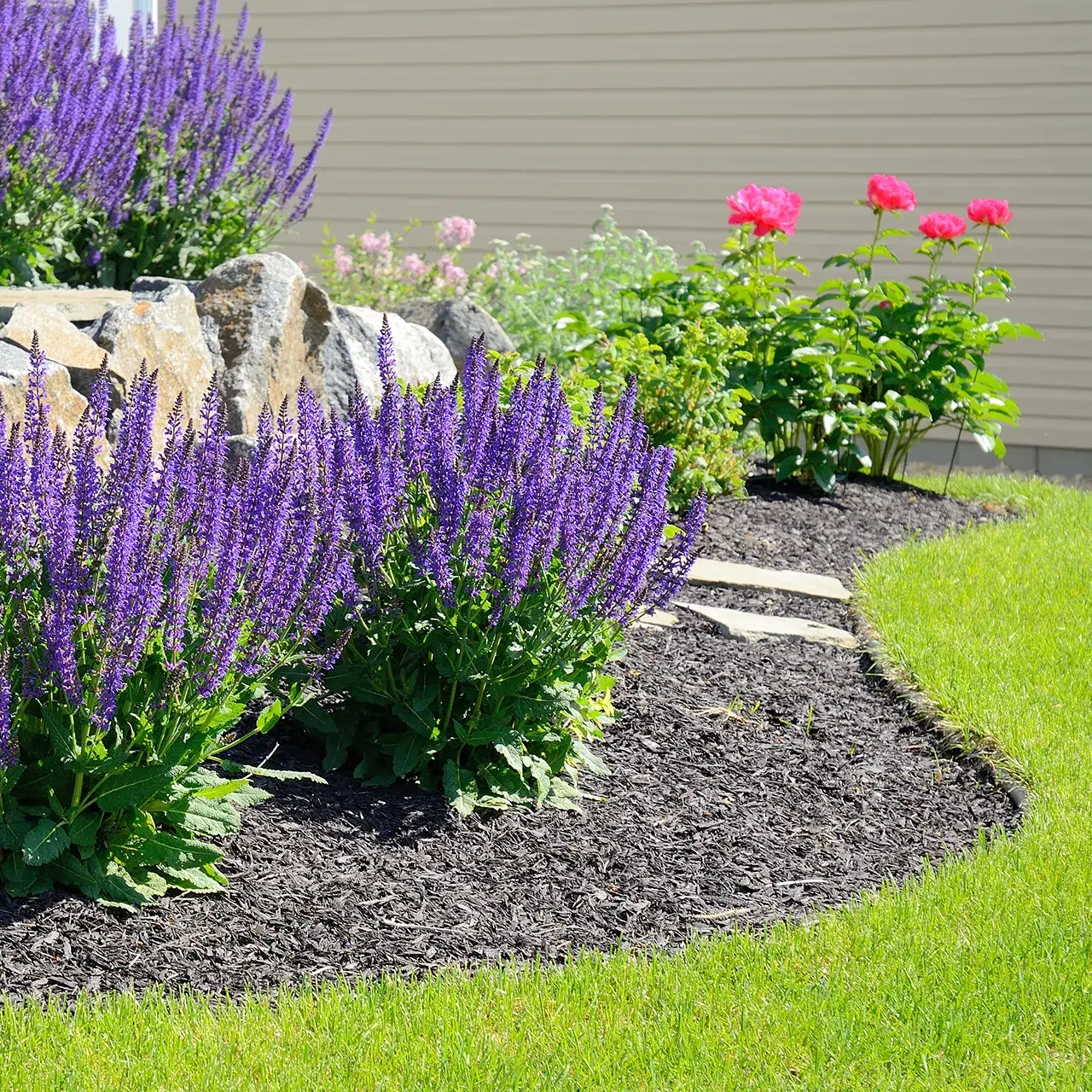 Professionally mowed lawn by Lawn Panther in Holly Springs NC Beautiful plantings and shrubs by Lawn Panther in NC