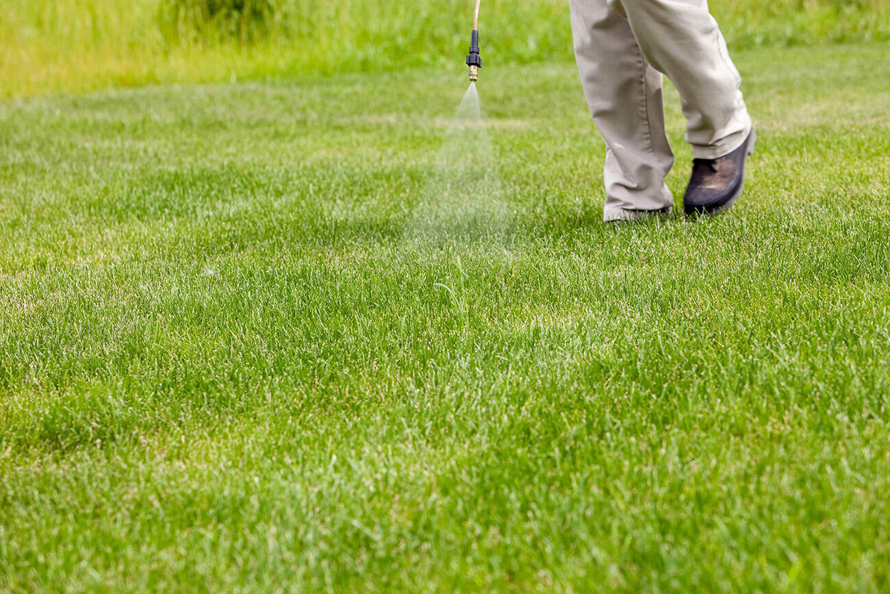 Weed Control Services Page - Lawn Panther - Holly Springs, NC Weed Control Services Page - Lawn Panther - Fuquay-Varina