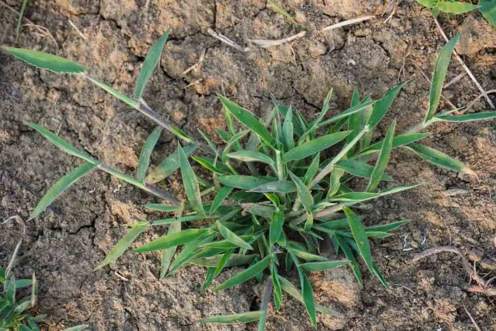 Crabgrass growing in a residential lawn