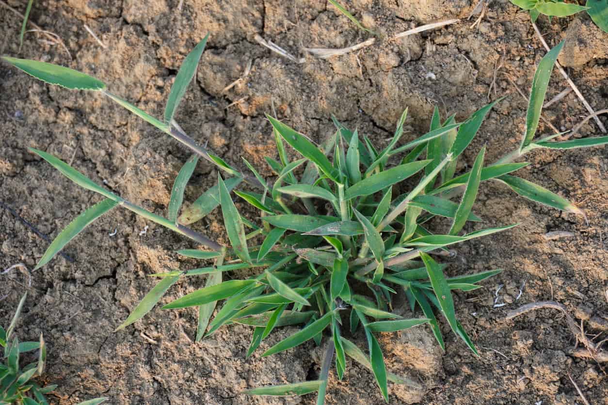 Crabgrass growing in a residential lawn