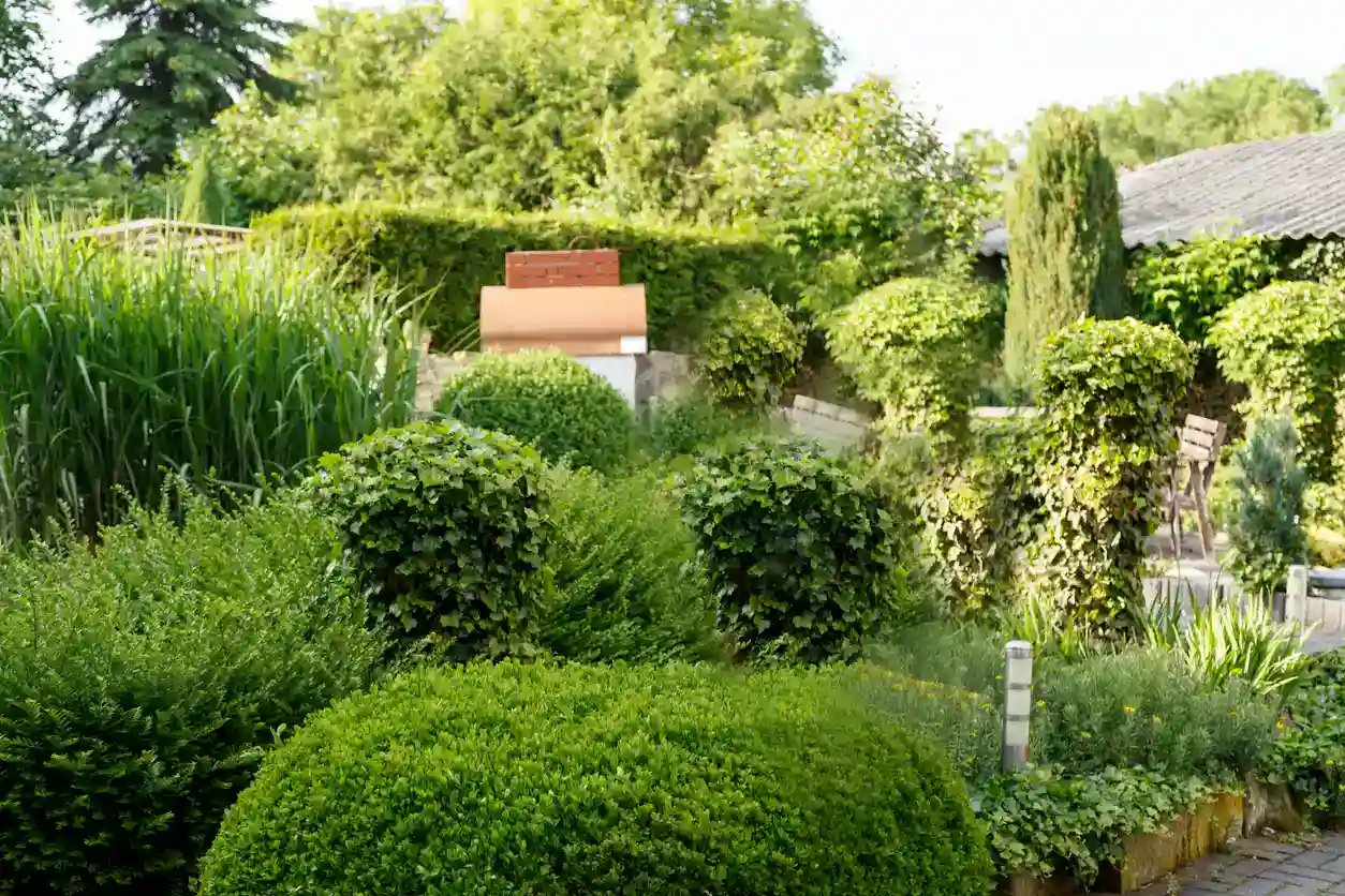 Lawn Panther hedge trimming in Willow Spring, North Carolina