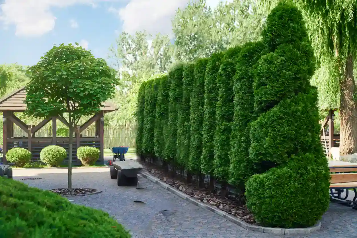 A jolly greens trimmed to perfection by a lawn Panther in North Carolina