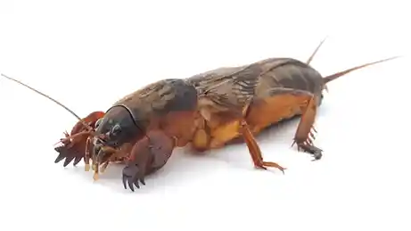 Mole cricket in coastal North Carolina lawns by Lawn Panther