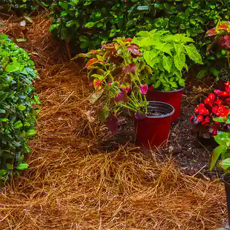 Fresh mulch installation and bed redefining in NC Pine Straw by Lawn Panther in NC
