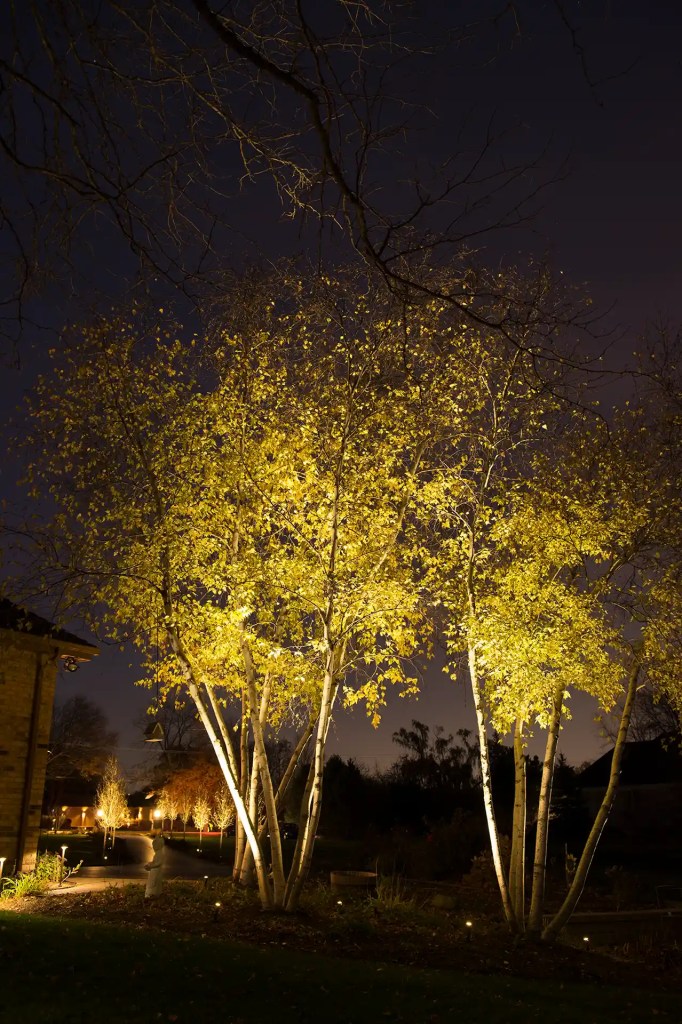 Gold uplighting on multi-trunk birch trees at night with path lights along a driveway