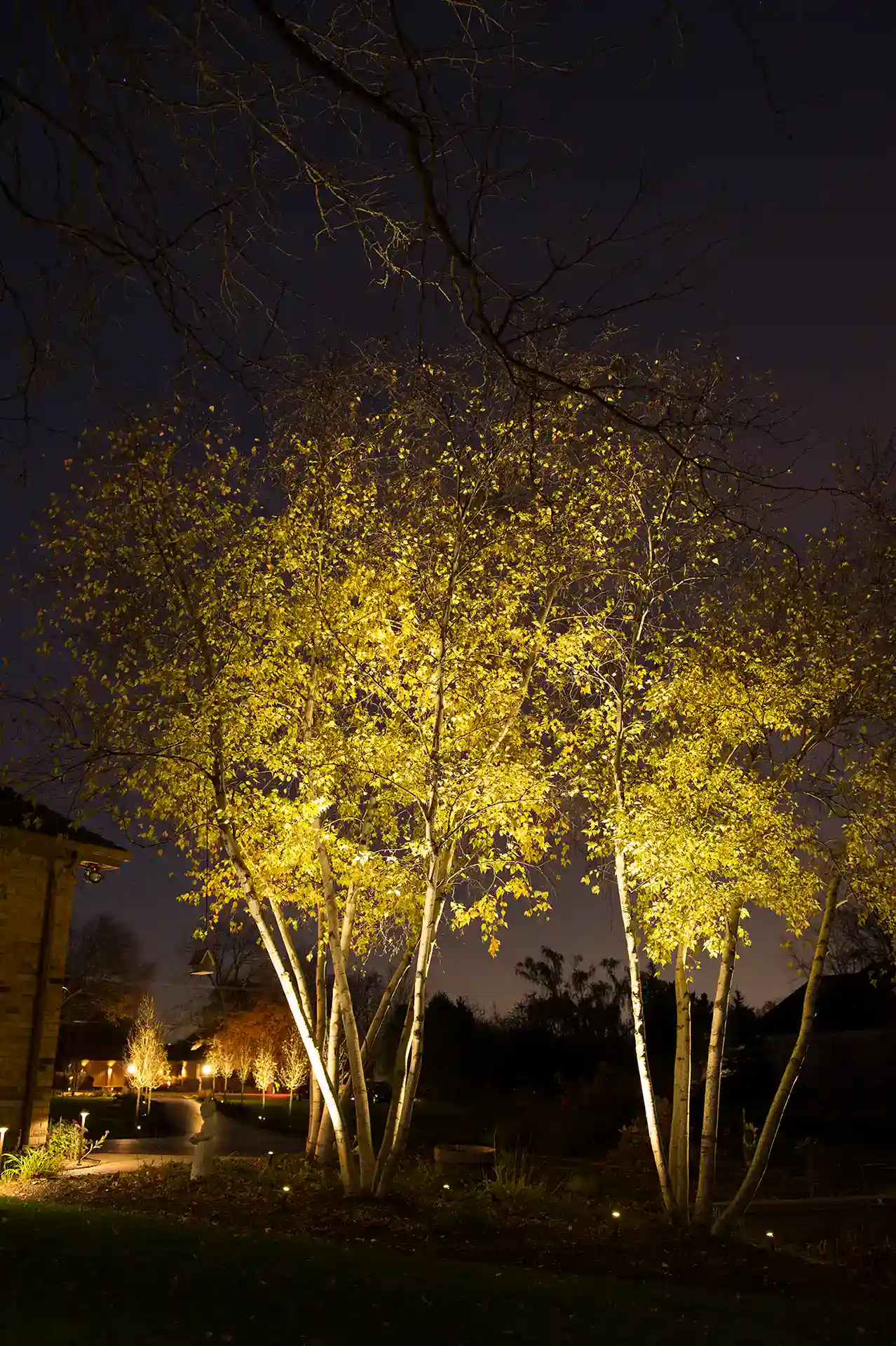 Gold uplighting on multi-trunk birch trees at night with path lights along a driveway