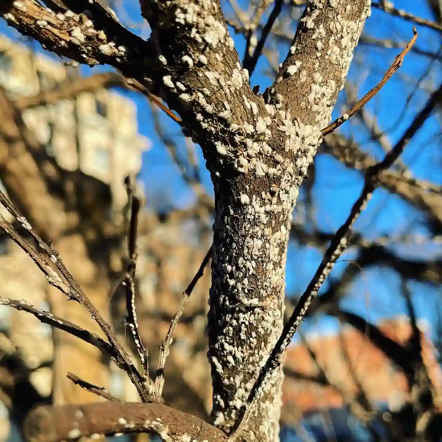 Crape Myrtle Bark Scale