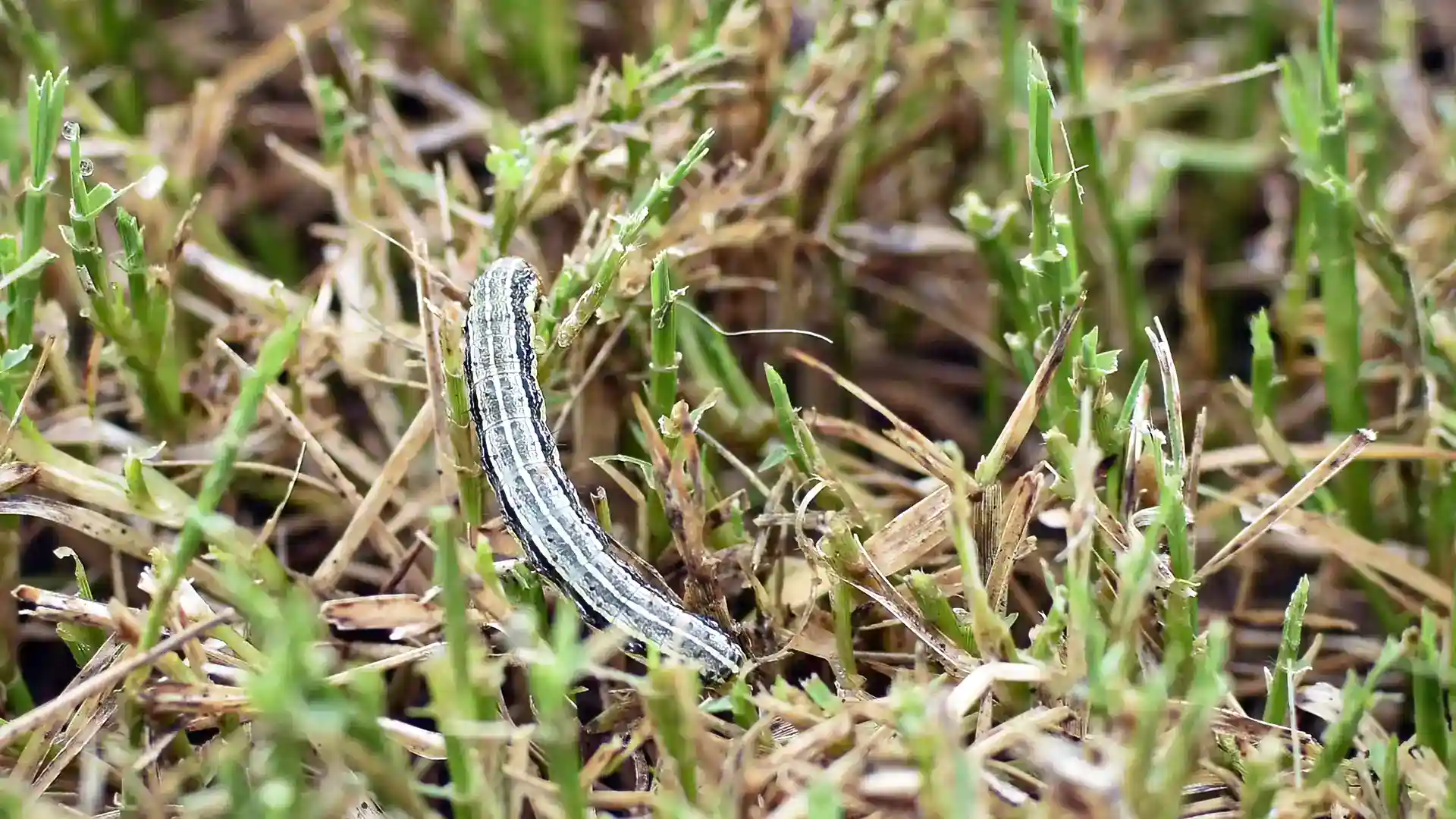 army worm and chinch bug damage in St. Augustine turf in North Carolina - Lawn Panther - Fuquay-Varina