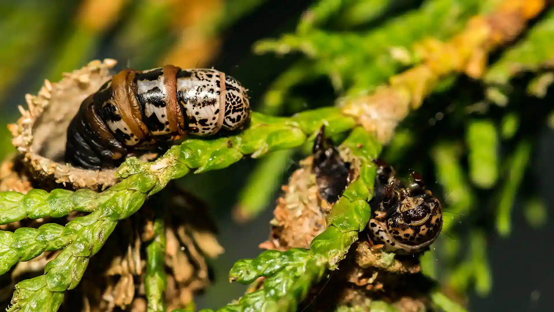 Bagworm Chewing cedar in North Carolina by Lawn Panther