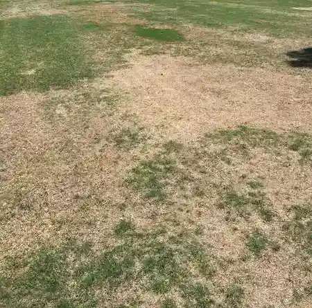 Billbug damage in lawn North Carolina by Lawn Panther, photo by T. Billeisen