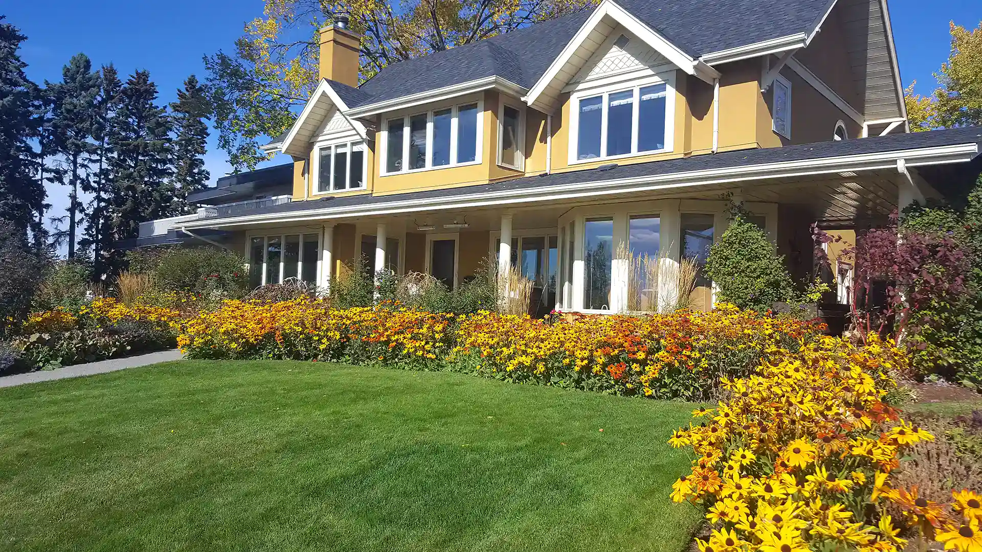 Black Eyed Susans with house in North Carolina by Lawn Panther