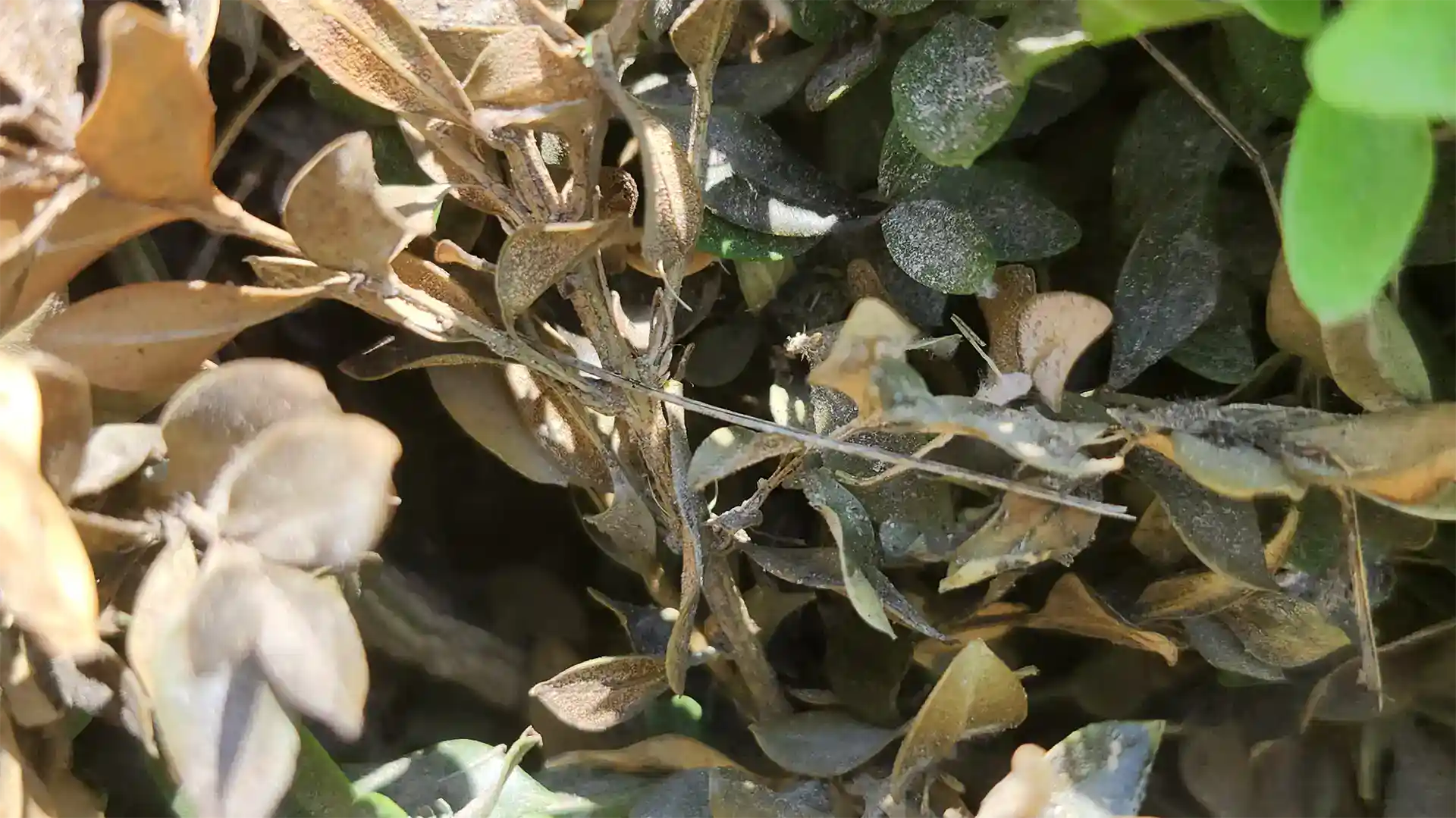 Boxwood Blight with powdery mildew on boxwood in North Carolina by Lawn Panther