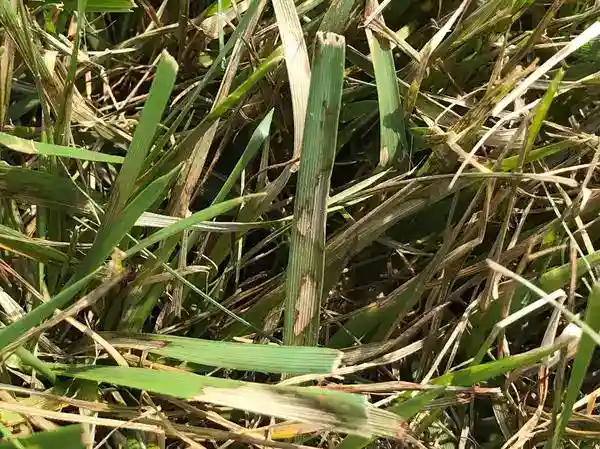 Brown patch in tall fescue grass side view of the grass blades by Lawn Panther in North Carolina