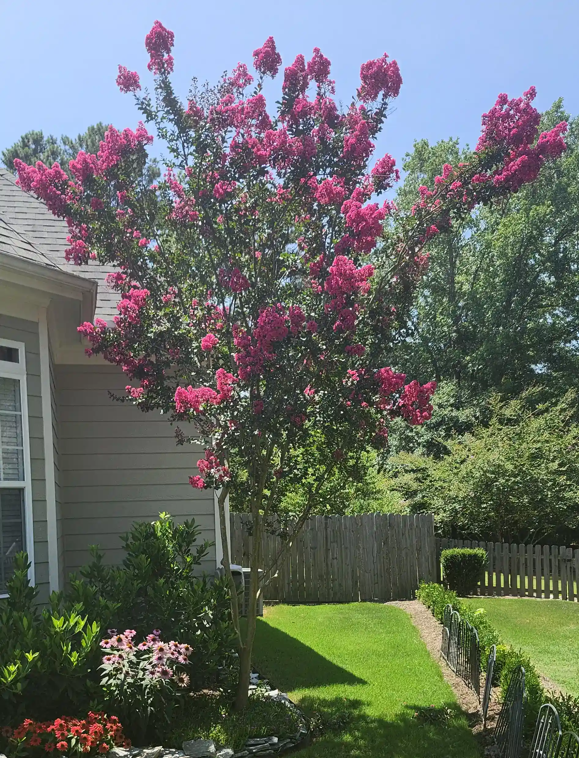 A healthy, established tree in a North Carolina landscape