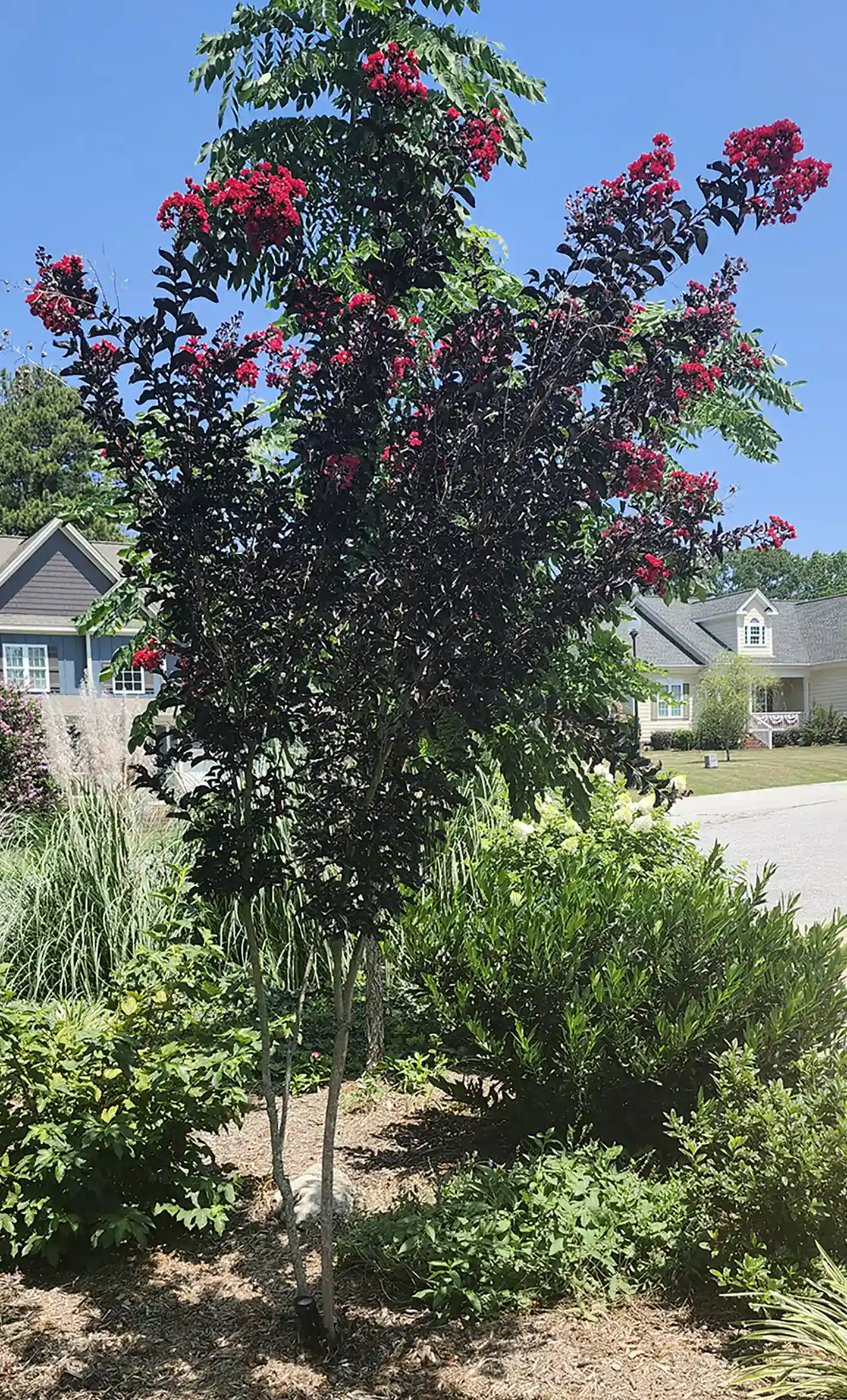 Crepe Myrtle dwarf shrub, dark red leaf and beautiful red flowers In North Carolina by Lawn Panther