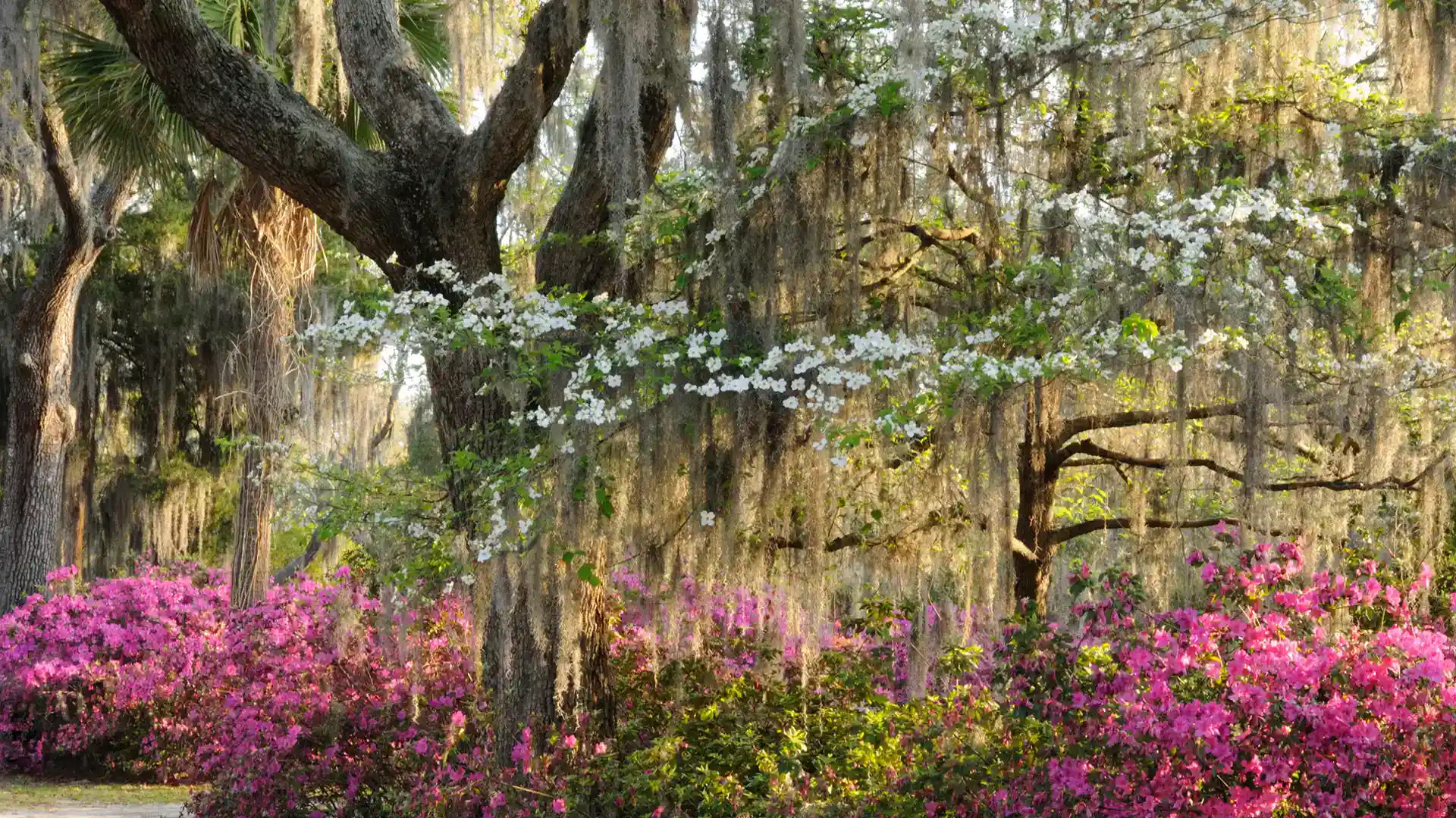 Dogwood tree with azaleas and North Carolina by Lawn Panther