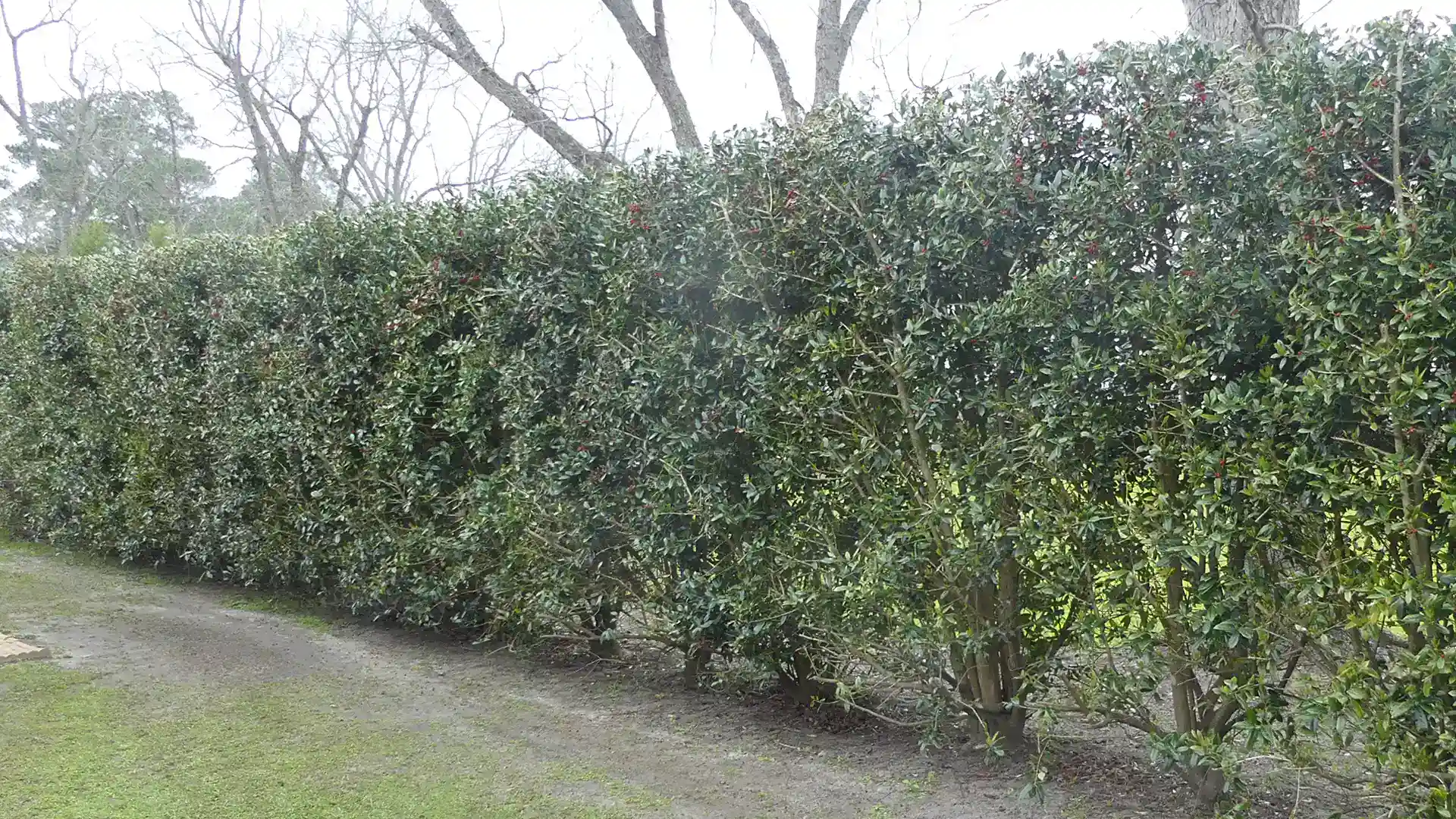 American hollys grown into a hedge in North Carolina by Lawn Panther