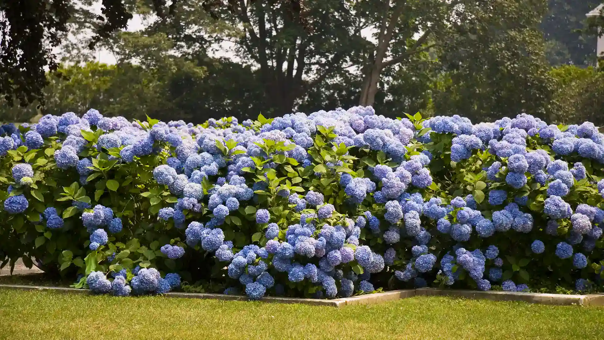Hydrangea Shrubs in North Carolina by Lawn Panther