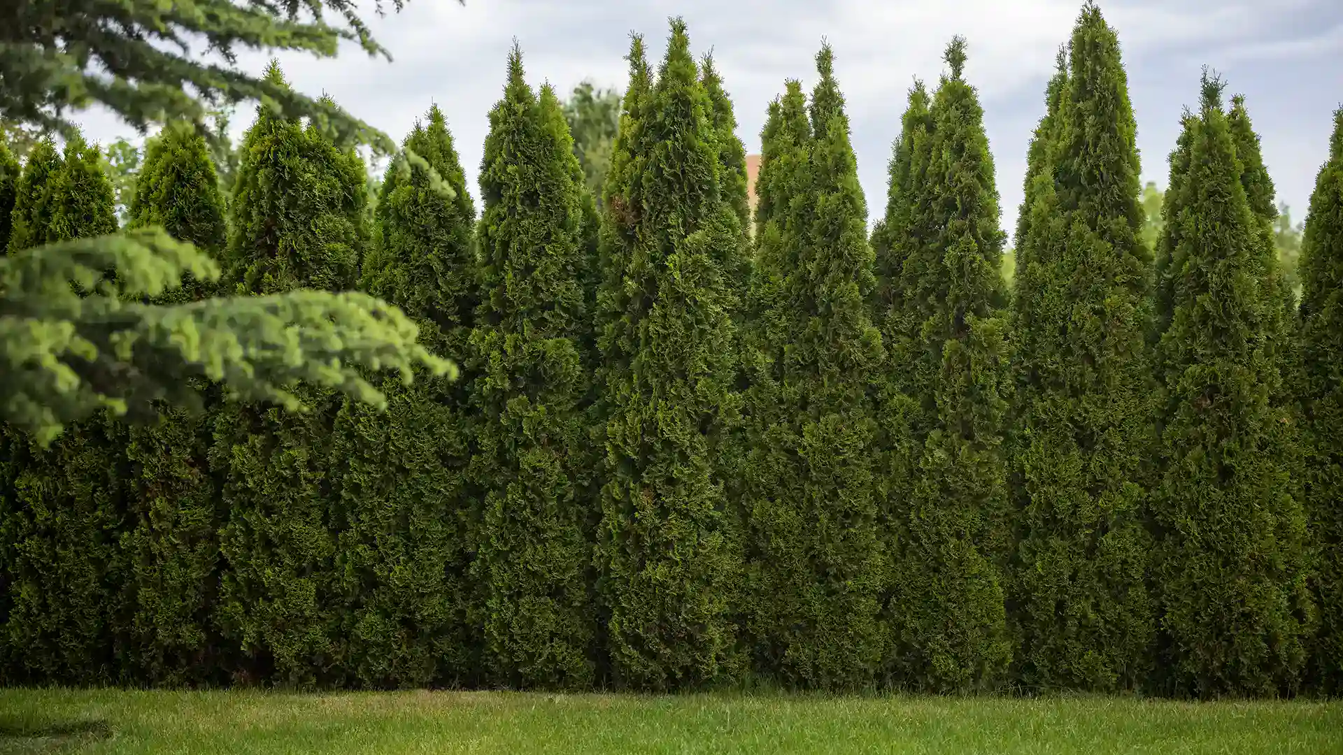 Arborvitae privacy hedge screen in North Carolina by Lawn Panther