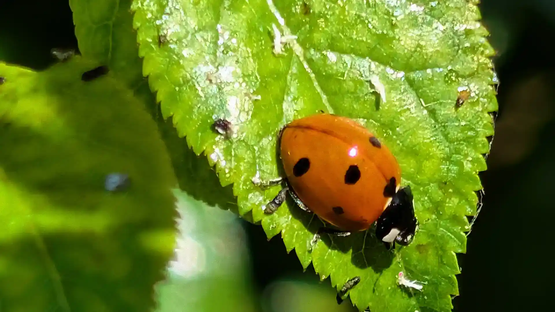 Ladybug eating aphids in North Carolina by Lawn Panther