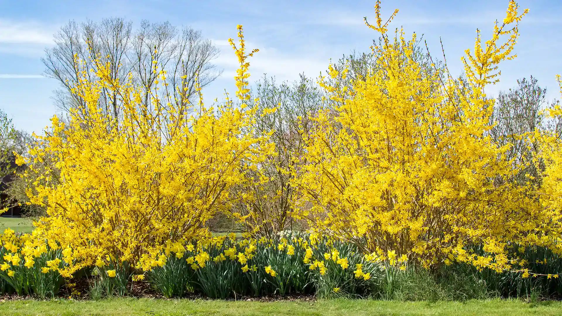 Large forsythia in North Carolina by Lawn Panther