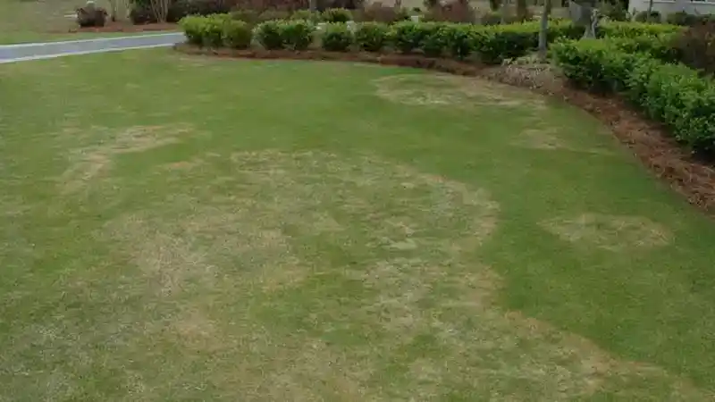 Plastic signs of large patch in a front lawn in North Carolina by Lawn Panther