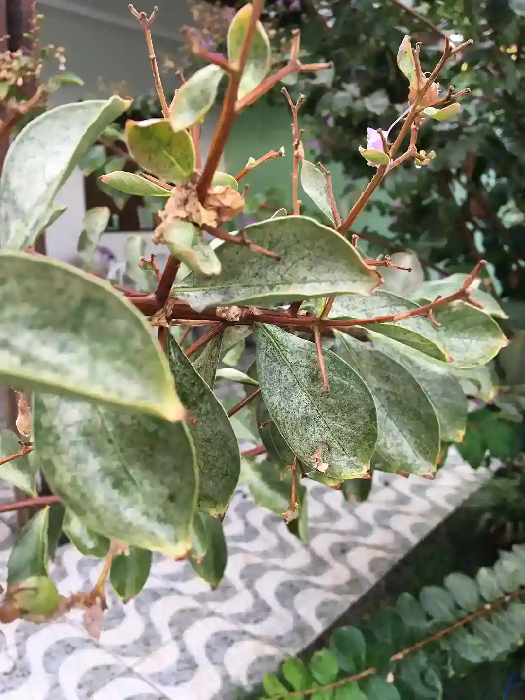 Powdery mildew on a crepe myrtle in Holly Springs, NC by Lawn Panther