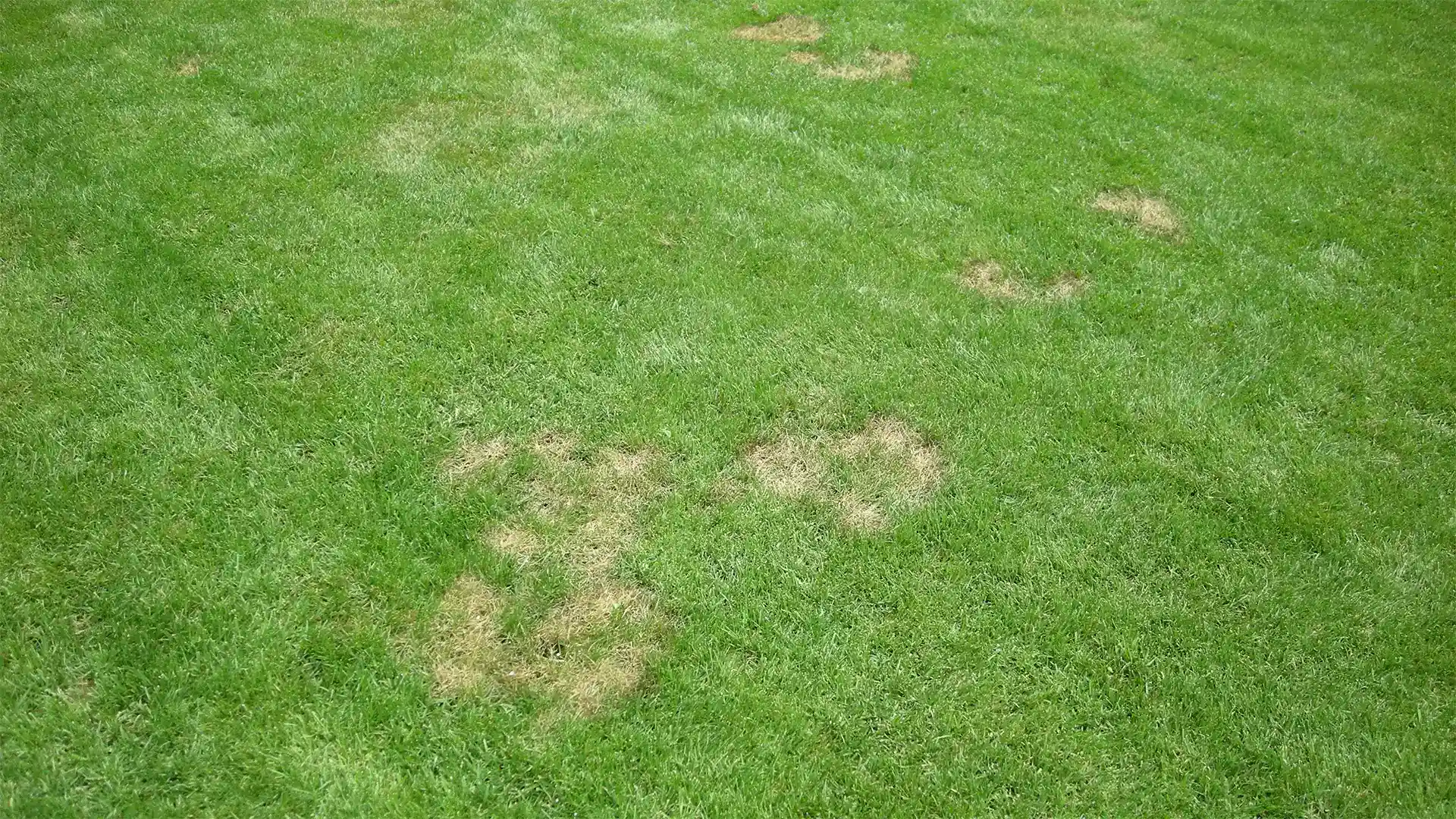 Pythium blight