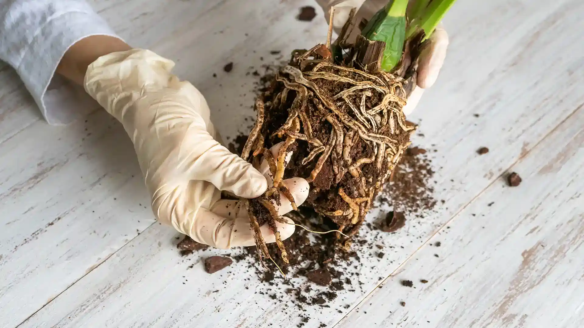 Root Rod in North Carolina by Lawn Panther here's what you'll find when you dig