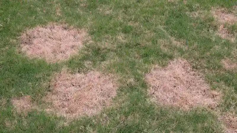 Spring dead spot in North Carolina by Lawn Panther