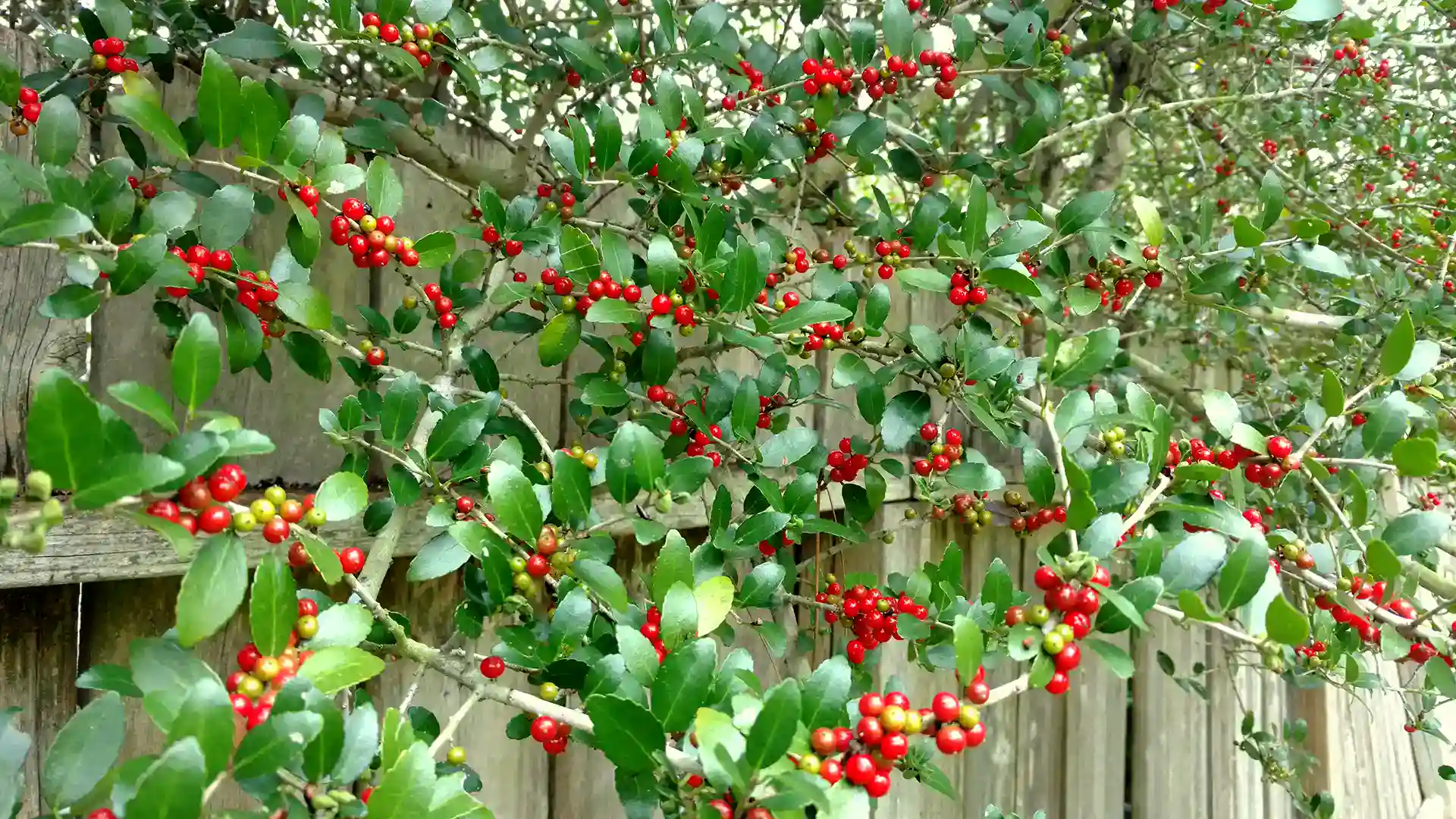 Yaupon holly shrub with red berries