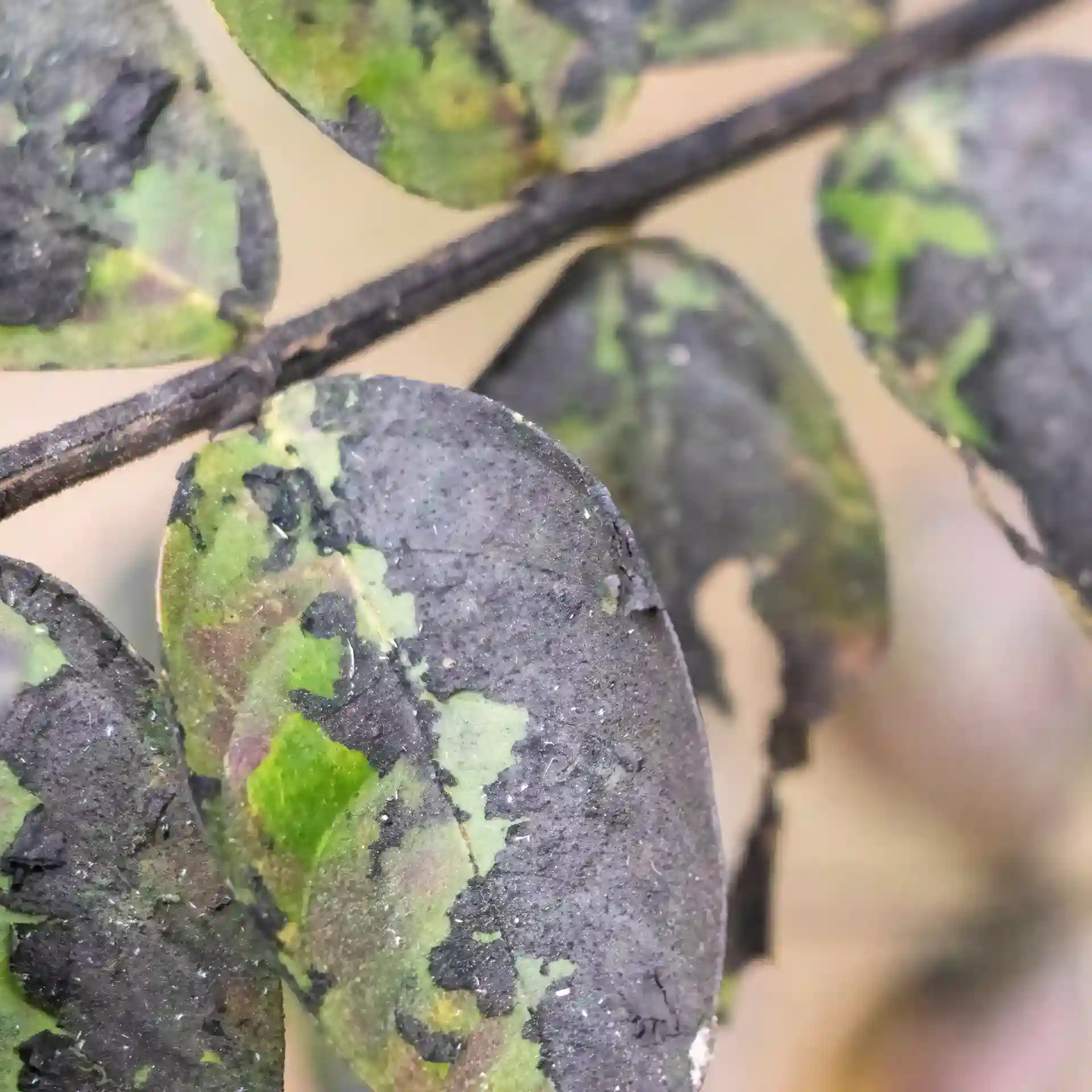 Block soot on a crepe myrtle in North Carolina by Lawn Panther