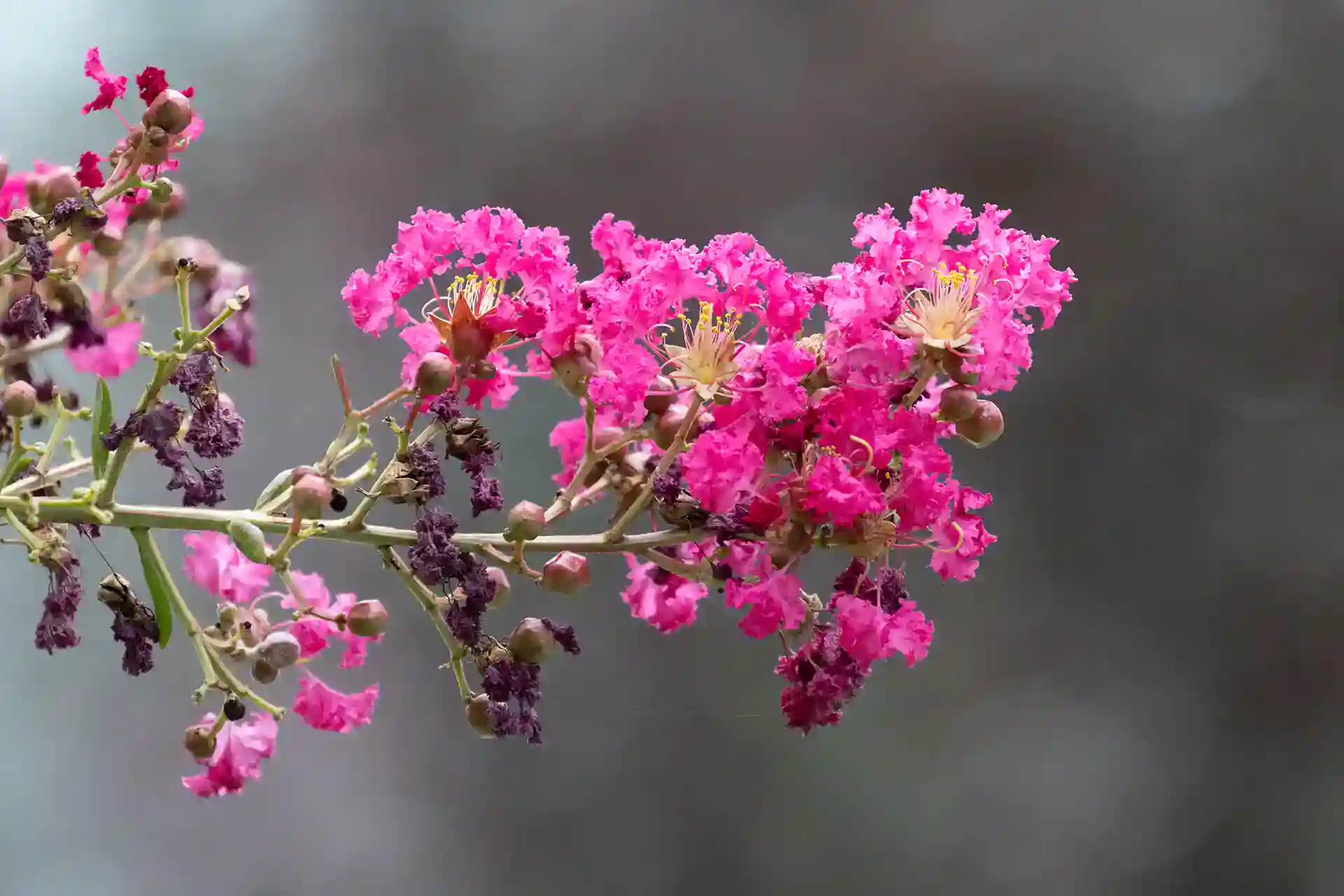 Healthy established crepe myrtle in full summer bloom in a Raleigh yard