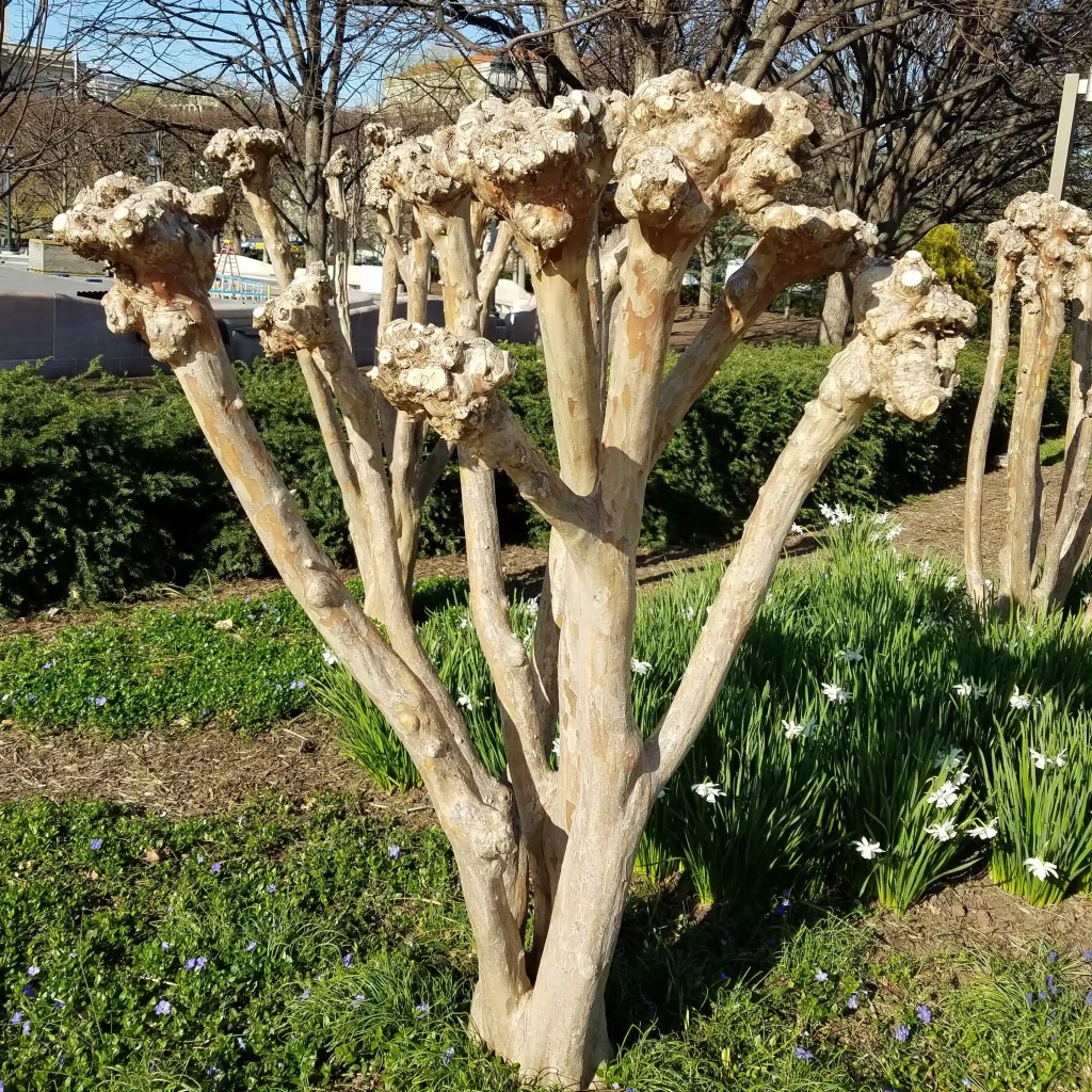 Crepe myrtle murder in North Carolina by Lawn Panther